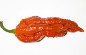 bhut jolokia pimenta 20 sementes 8029 e1495462808158