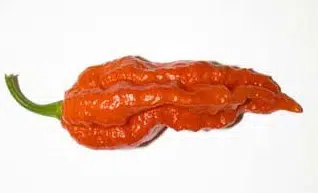 bhut jolokia pimenta 20 sementes 8029 e1495462808158