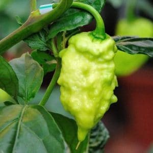 pimenta bhut jolokia 20 sementes 2951 e1495478241448