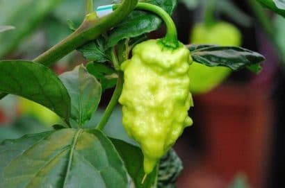 pimenta bhut jolokia 20 sementes 2951 e1495478241448