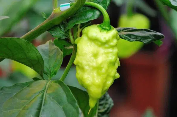 pimenta bhut jolokia 20 sementes 2951 e1495478241448