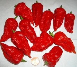 Comprar Pimenta Bhut Jolokia: 20 Sementes