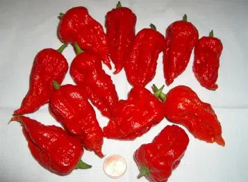 Comprar Pimenta Bhut Jolokia: 20 Sementes