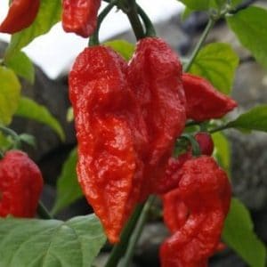 Comprar Pimenta Bhut Jolokia: 20 Sementes