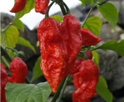 Comprar Pimenta Bhut Jolokia: 20 Sementes