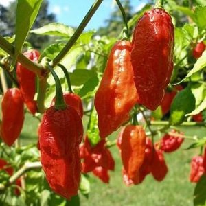 Comprar Pimenta Bhut Jolokia: 20 Sementes