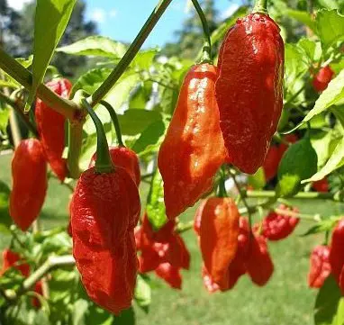 Comprar Pimenta Bhut Jolokia: 20 Sementes