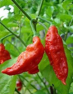 Comprar Pimenta Bhut Jolokia: 20 Sementes