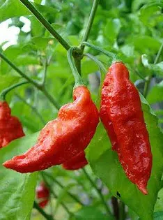 Comprar Pimenta Bhut Jolokia: 20 Sementes