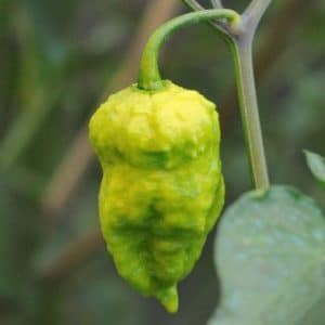 pimenta bhut jolokia 20 sementes 8254 e1495478173495