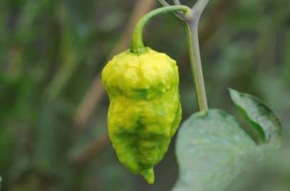 pimenta bhut jolokia 20 sementes 8254 e1495478173495