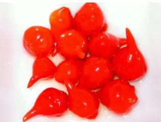 pimenta biquinho 50 sementes 2178 e1495462659941