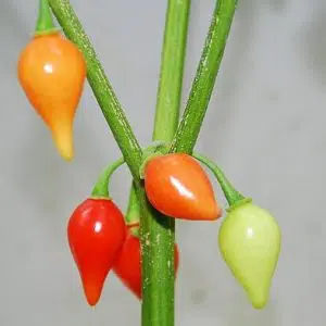 pimenta biquinho 50 sementes 5596 e1495462522409