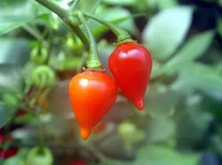 pimenta biquinho 50 sementes 5689 e1495462584562