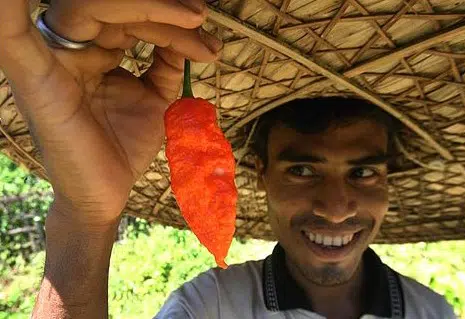 sementes de pimenta bhut jolokia 20 sementes 2543 e1495478578902