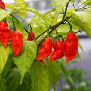 sementes de pimenta bhut jolokia 20 sementes 2739 e1495478605250