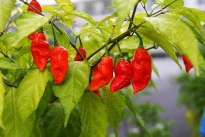 sementes de pimenta bhut jolokia 20 sementes 2739 e1495478605250