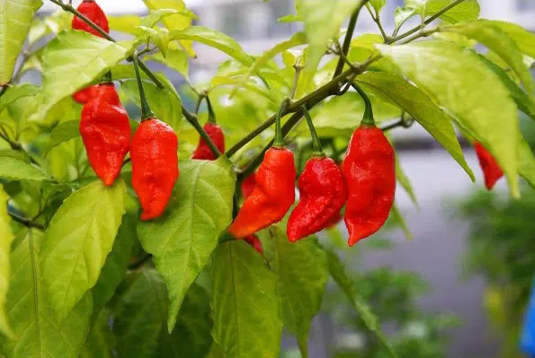 sementes de pimenta bhut jolokia 20 sementes 2739 e1495478605250
