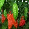 sementes de pimenta bhut jolokia 20 sementes 5624 e1495462759634