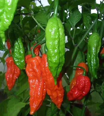 sementes de pimenta bhut jolokia 20 sementes 5624 e1495462759634