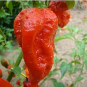 sementes de pimenta bhut jolokia 20 sementes 9236 e1495478635603