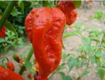 sementes de pimenta bhut jolokia 20 sementes 9236 e1495478635603