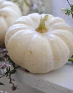 Abóbora Baby Boo Branca: 7 sementes