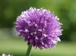 cebolinha todo ano ciboulette 20 sementes 2378 e1495724610254