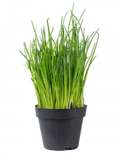 cebolinha todo ano ciboulette 20 sementes 7762 e1495725573329