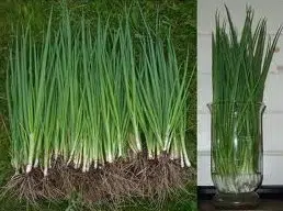 cebolinha todo ano ciboulette 20 sementes 8984 e1495724672359