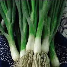 cebolinha verde 20 sementes 9526 e1495724590258