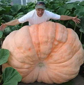 compra sementes de abobora gigante 5737 e1495635989584