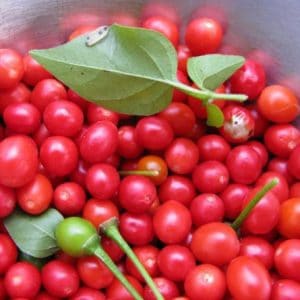 comprar sementes de pimenta bode vermelha 5 12 e1495852833579