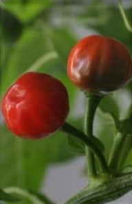 comprar sementes de pimenta bode vermelha 5 15 e1495852900117