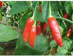 comprar sementes de pimenta dedo de moca 5 5 e1495853452205