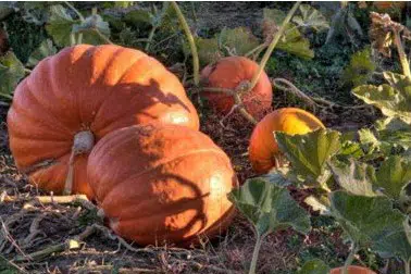 compre sementes de abobora mammoth mamute 0255 e1495584963695