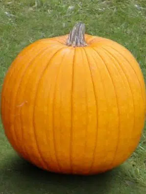 compre sementes de abobora mammoth mamute 0829 e1495585235701