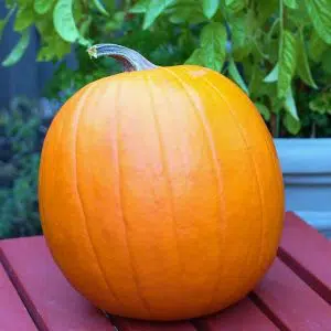 compre sementes de abobora mammoth mamute 1912