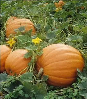 compre sementes de abobora mammoth mamute 3923 e1495585178263