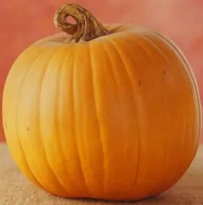 compre sementes de abobora mammoth mamute 4426 e1495585206932