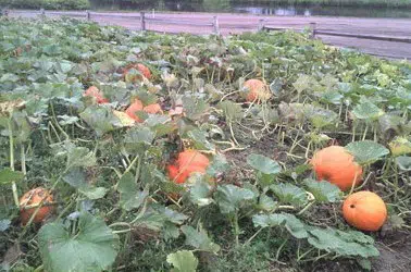 compre sementes de abobora mammoth mamute 6652 e1495584994952