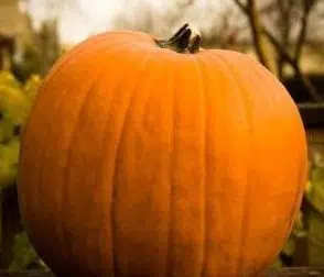 compre sementes de abobora mammoth mamute 8241 e1495585062989