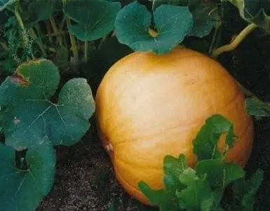 compre sementes de abobora mammoth mamute 8435 e1495585108106