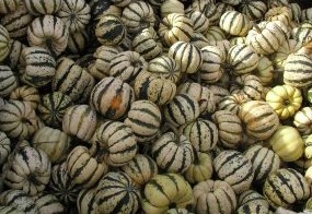 compre sementes de abobora sweet dumpling winter 4007 e1495557212500