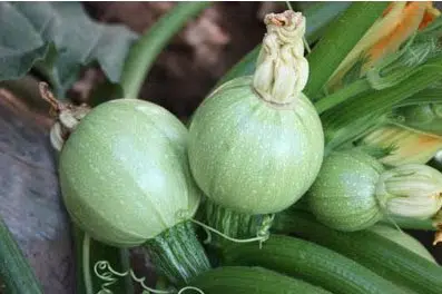 compre sementes de abobrinha redonda clara 1750 e1495557327814