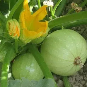 compre sementes de abobrinha redonda clara 7238 e1495561347411