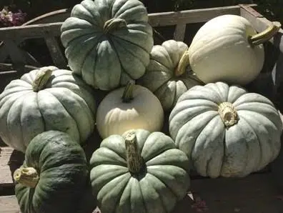 compre sementes moranga pataca gigante 1054 e1495575266650