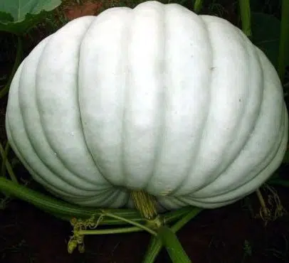 compre sementes moranga pataca gigante 6607 e1495564270397