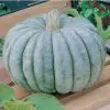 Compre Sementes Moranga Pataca Gigante