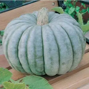 Compre Sementes Moranga Pataca Gigante